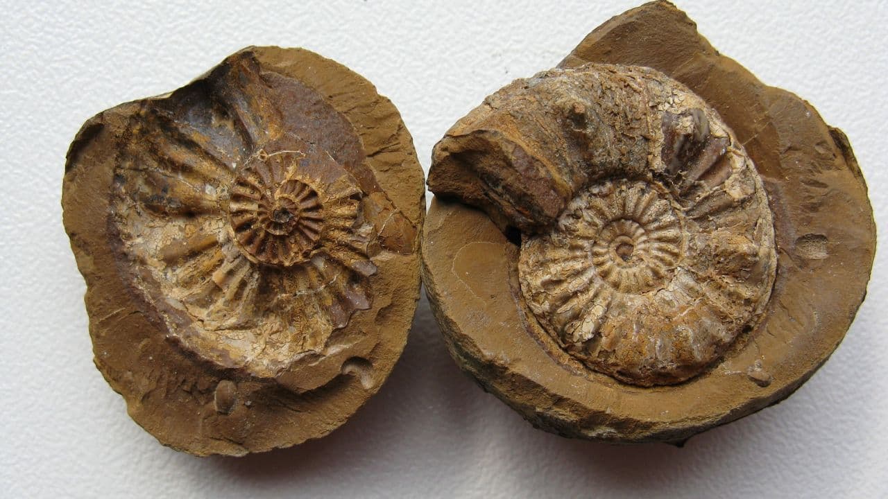 meszko-tulajdonsagai